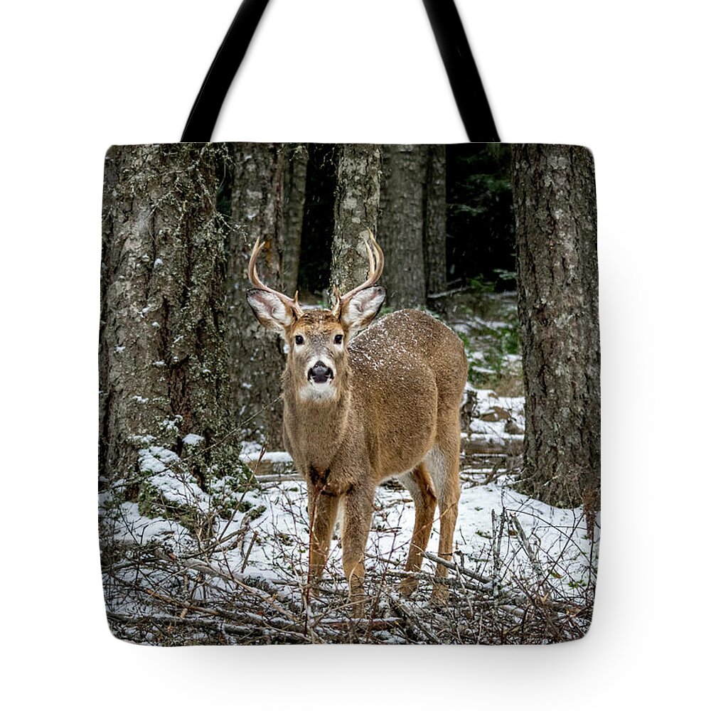 Wildlife Tote Bag featuring the photograph Staring Buck by Lester Plank
