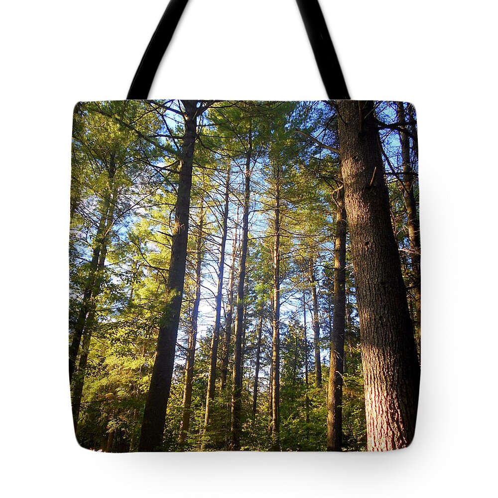 Trees Tote Bag featuring the photograph Stately by Elfriede Fulda