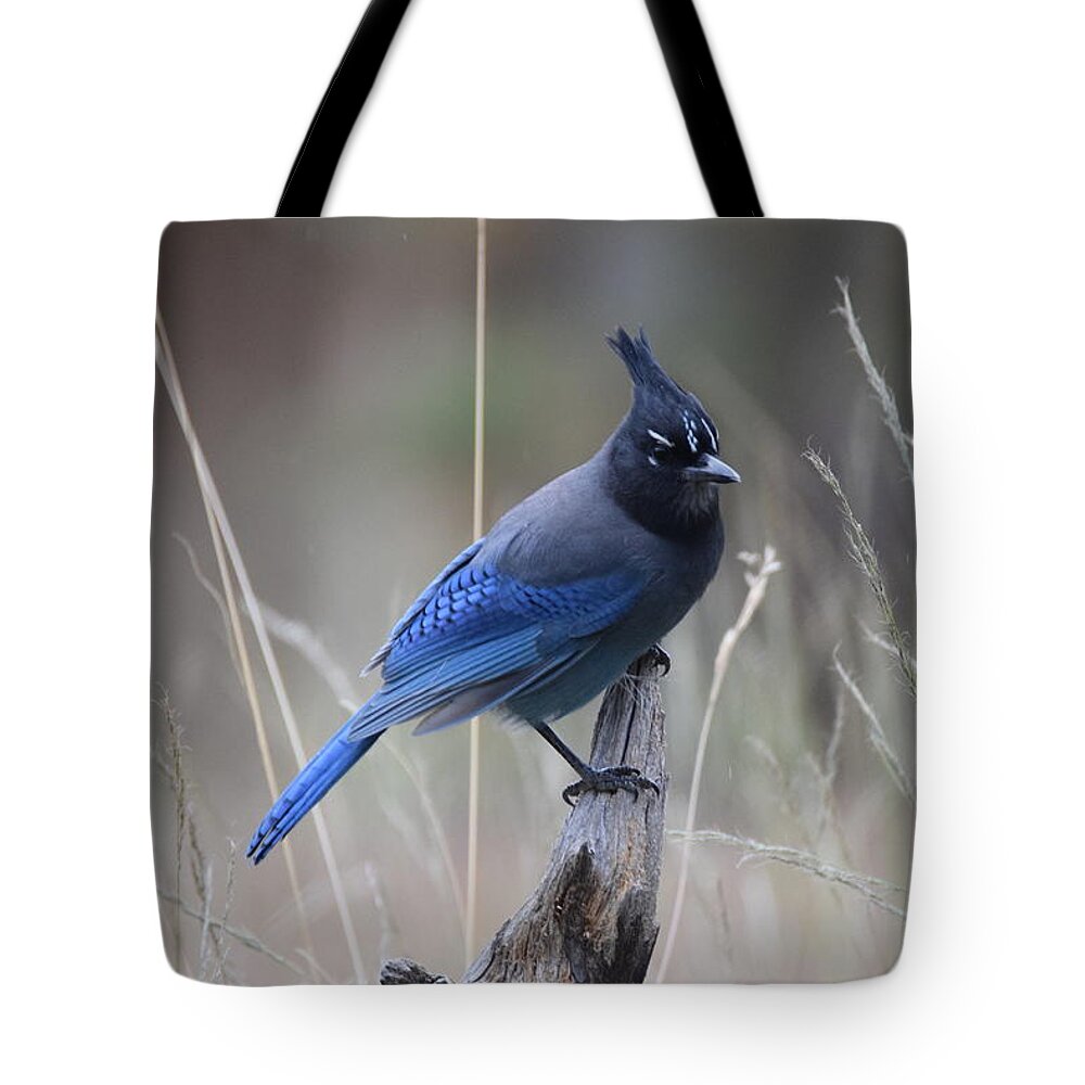 Bird Tote Bag featuring the photograph Stellar Jay by Margarethe Binkley