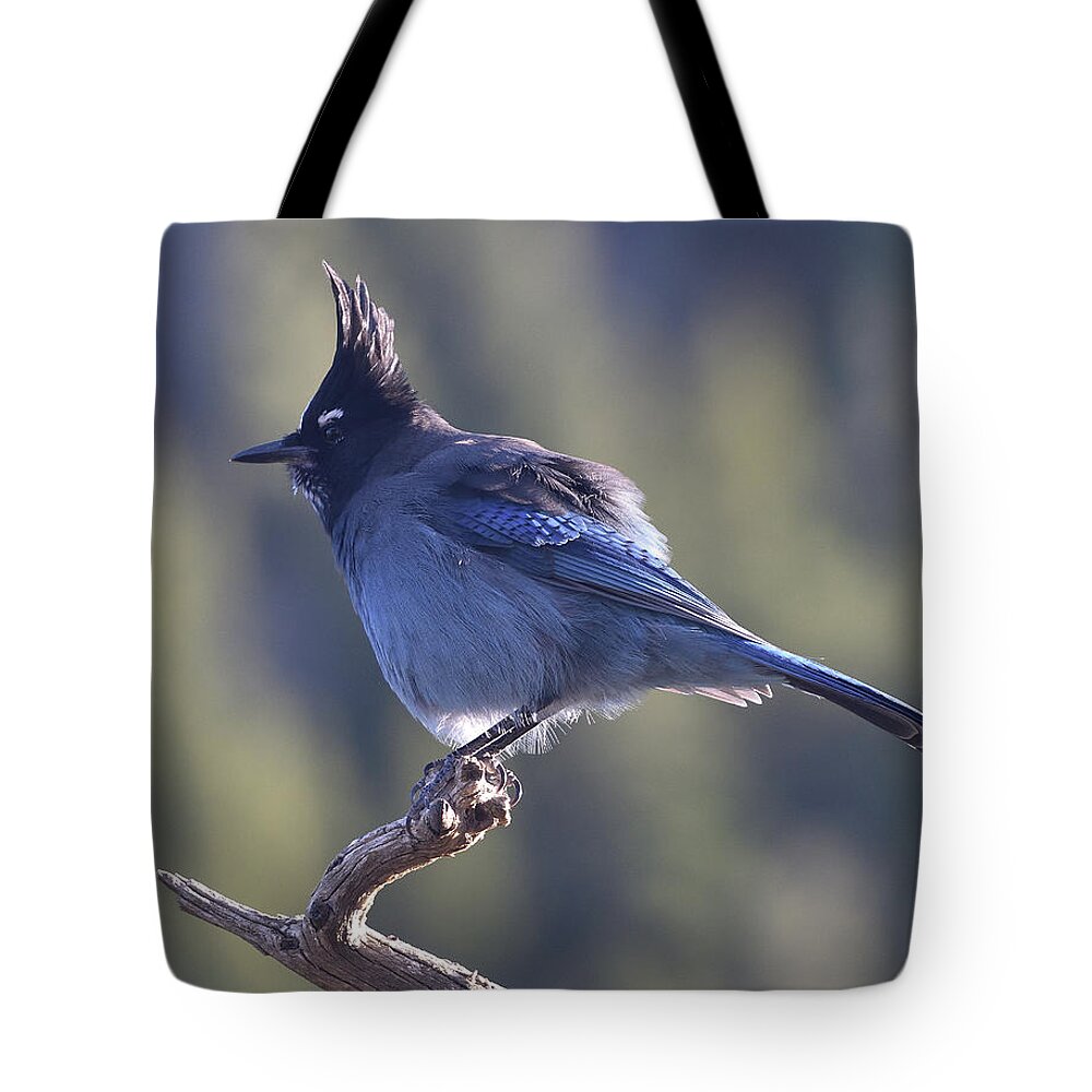Stellars Jay Tote Bag featuring the photograph Stellar's Jay by Ben Foster