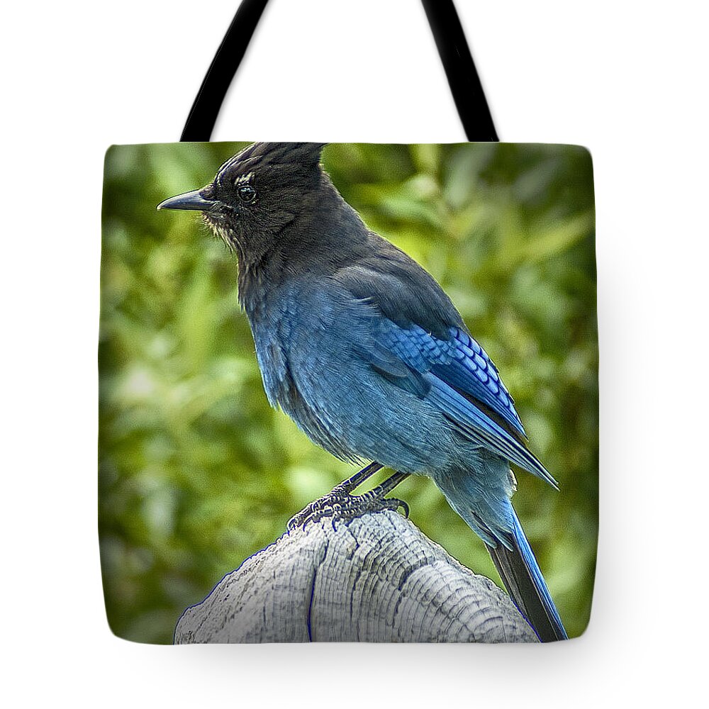 Stellar's Jay Bc Provincial Bird Tote Bag featuring the photograph Stellar's Jay by Mark Peavy