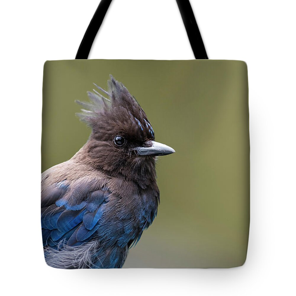 Steller's Jay Tote Bag featuring the photograph Steller's Jay portrait by Kathy King