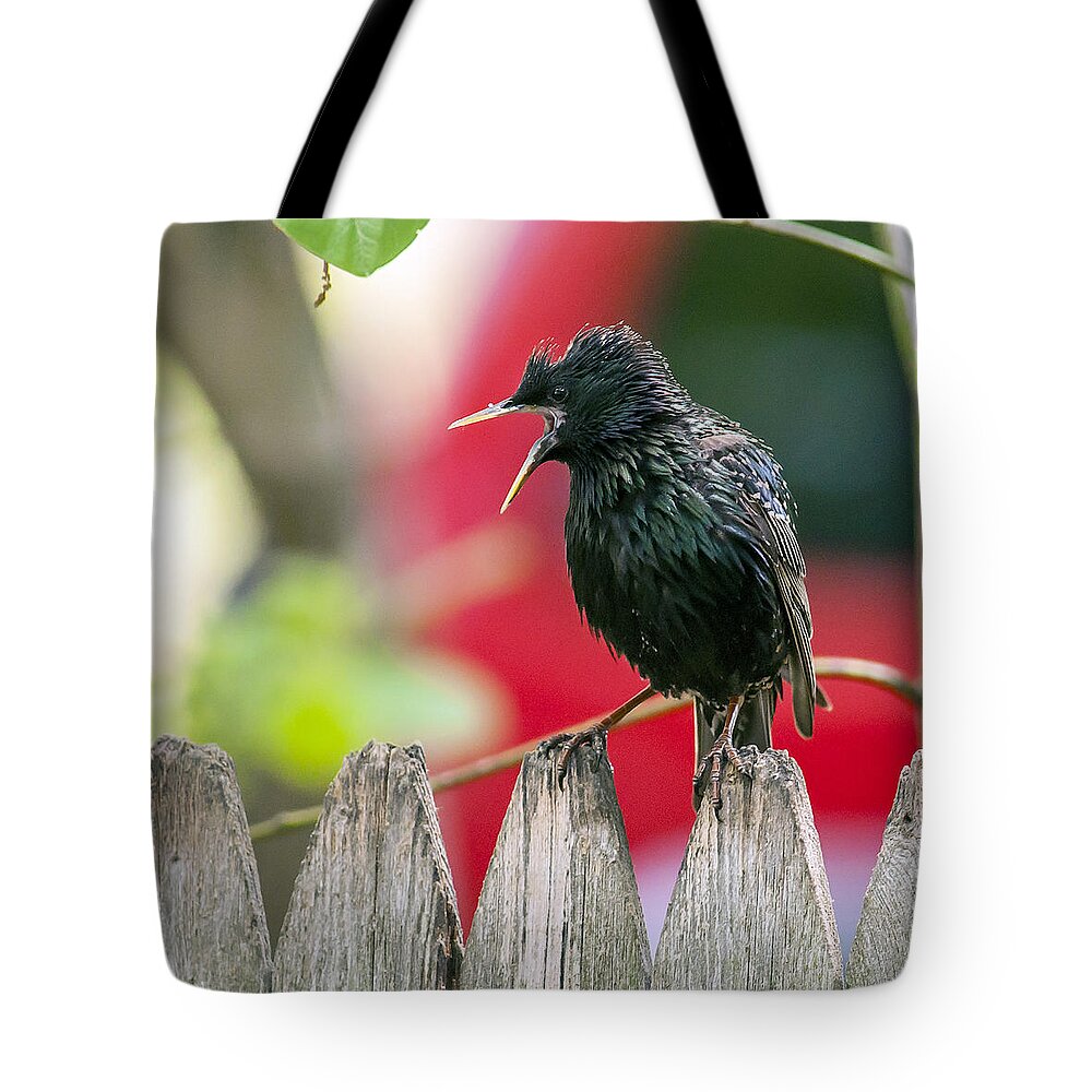 Starling Tote Bag featuring the photograph Still Squawking by Cathy Kovarik