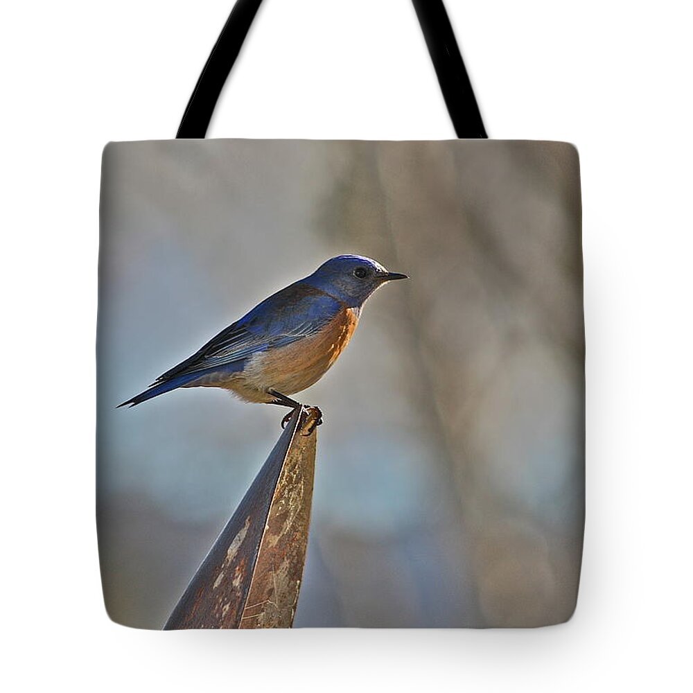 Bird Tote Bag featuring the photograph Stopping on a Shovel by Diana Hatcher