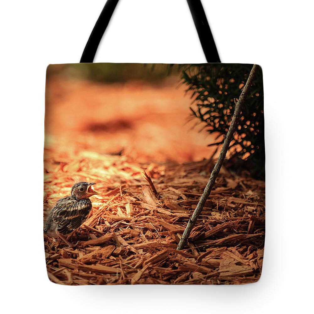 Chipping Sparrow Tote Bag featuring the photograph Story of the Baby Chipping Sparrow 1 of 10 by Joni Eskridge