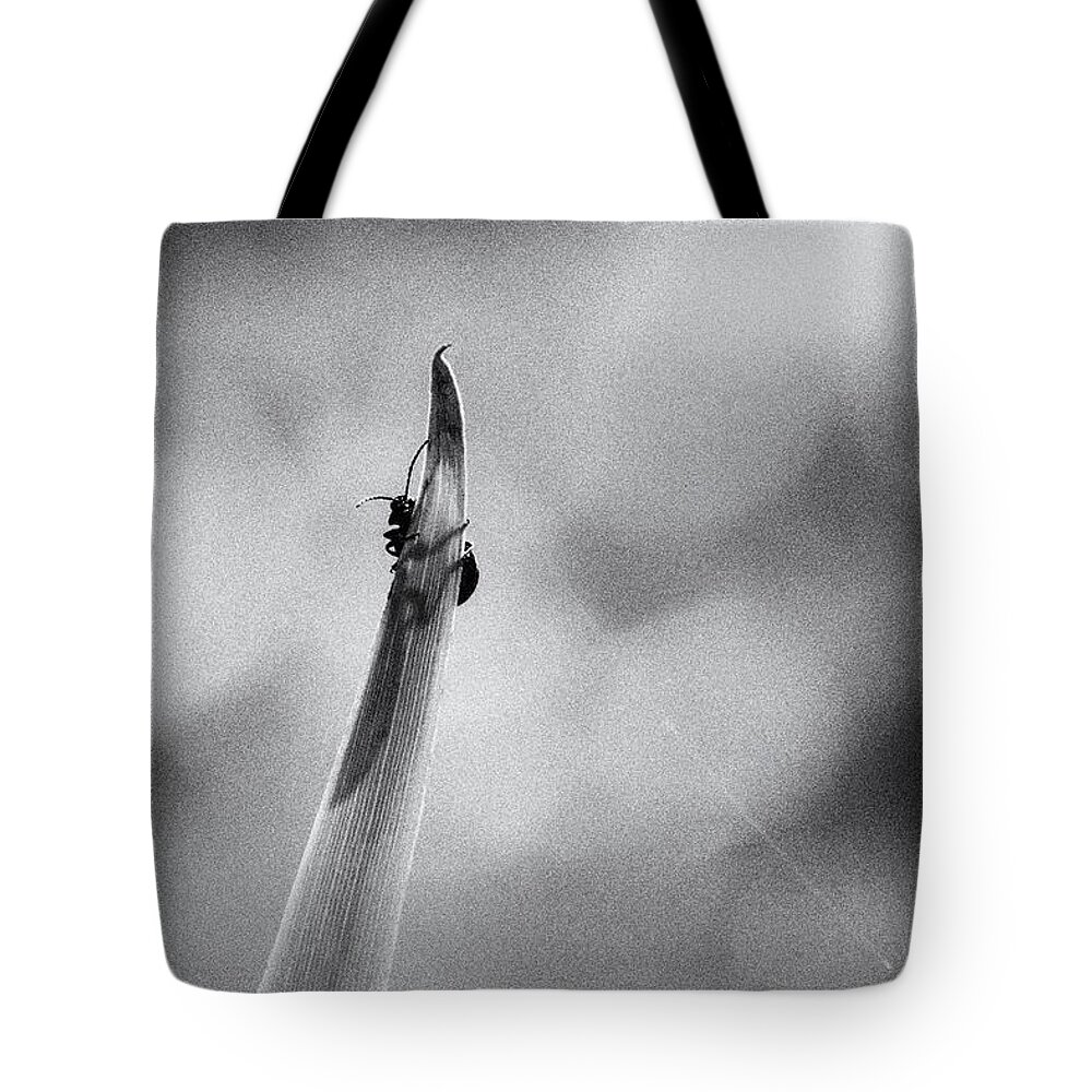 Beetle Tote Bag featuring the photograph Story Of The Beetle by Jaroslav Buna