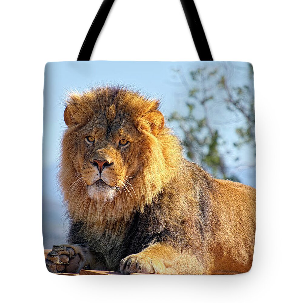 Face Mask Tote Bag featuring the photograph Strength and Power by Lucinda Walter