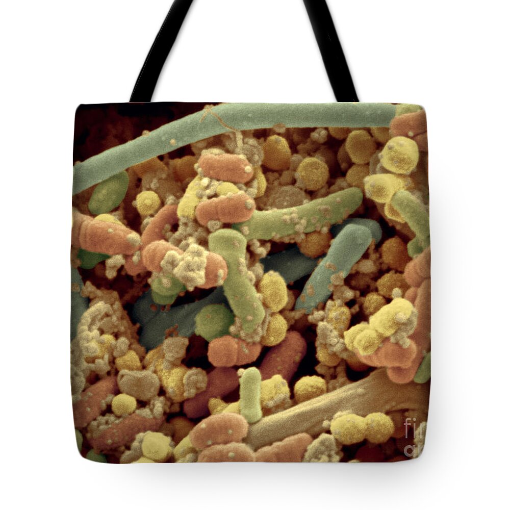 Cocci Tote Bag featuring the photograph Streptococcus Pyogenes by Scimat