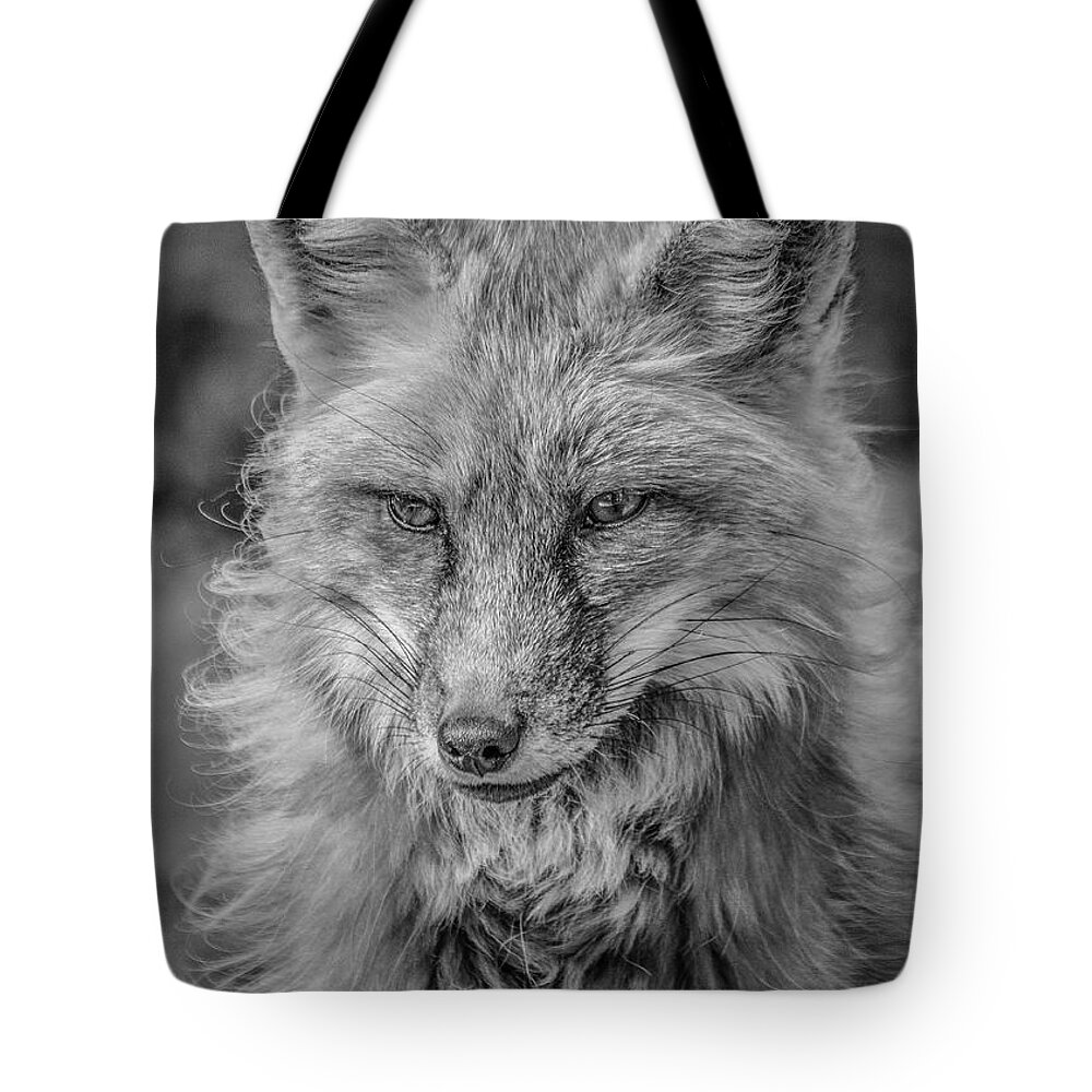 Tl Wilson Photography Tote Bag featuring the photograph Striking a Pose Black and White by Teresa Wilson