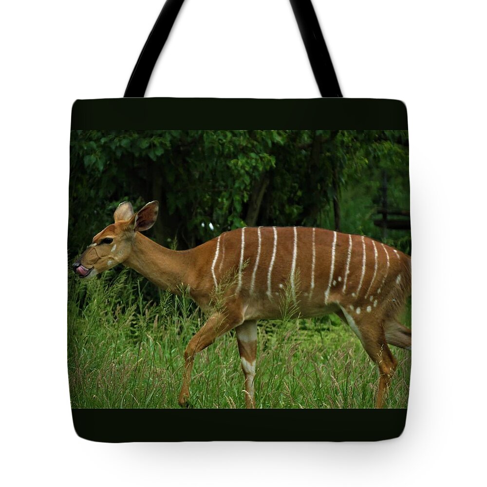 Animals Tote Bag featuring the photograph Striped Gazelle by Vijay Sharon Govender