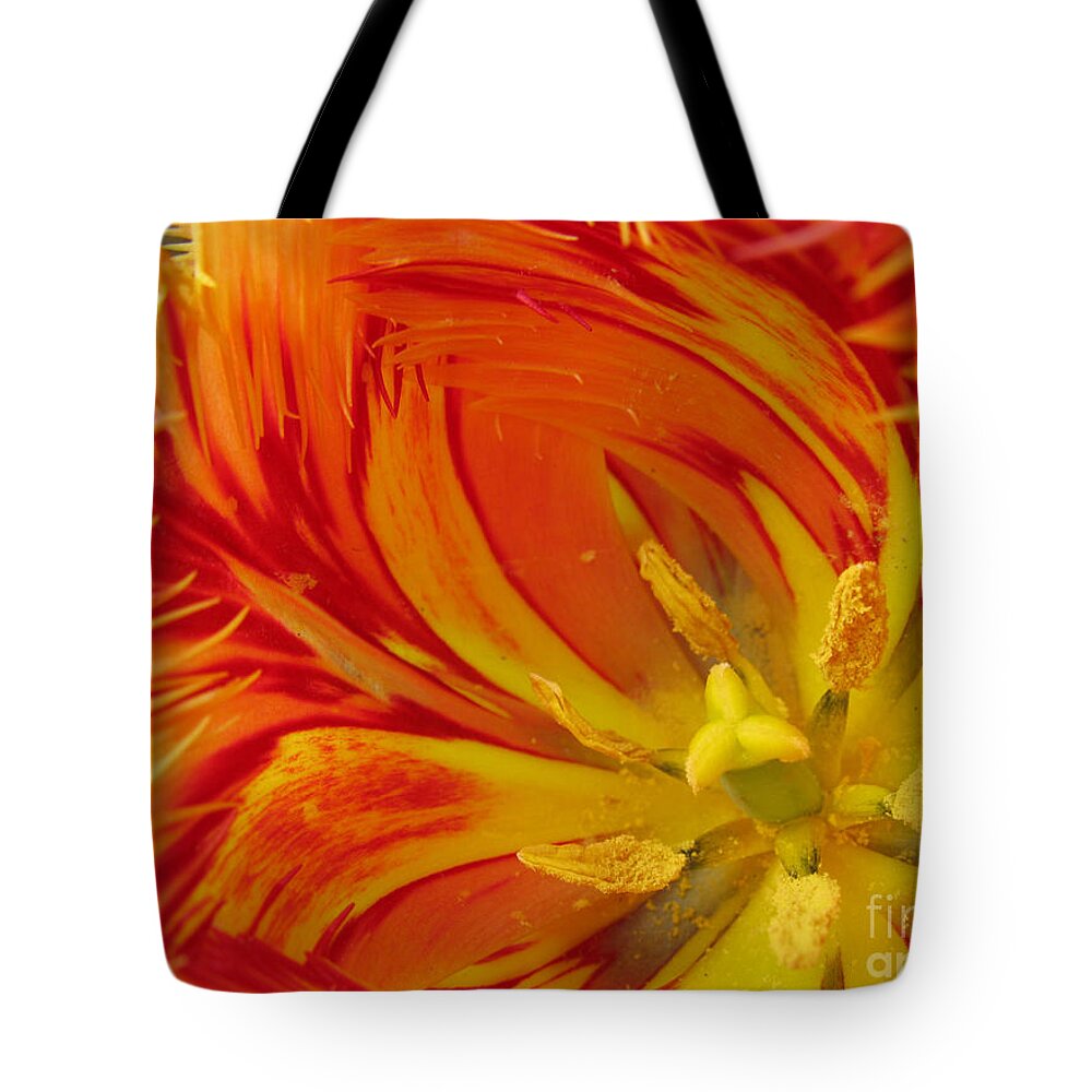 Parrot Tulips Tote Bag featuring the photograph Striped Parrot Tulips. Olympic Flame by Ausra Huntington nee Paulauskaite