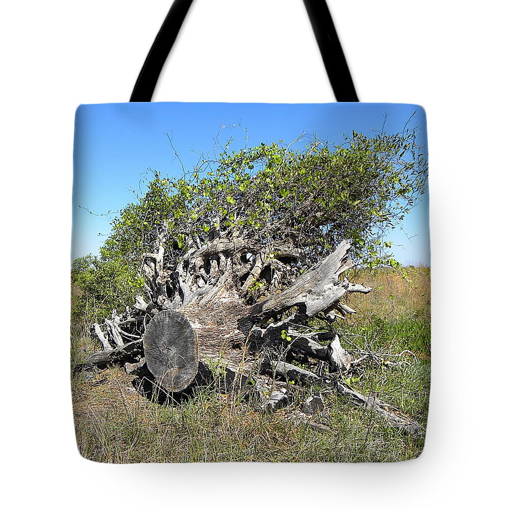 Kissimmee Prairie State Park Tote Bag featuring the photograph Stumped Tree 001 by Christopher Mercer