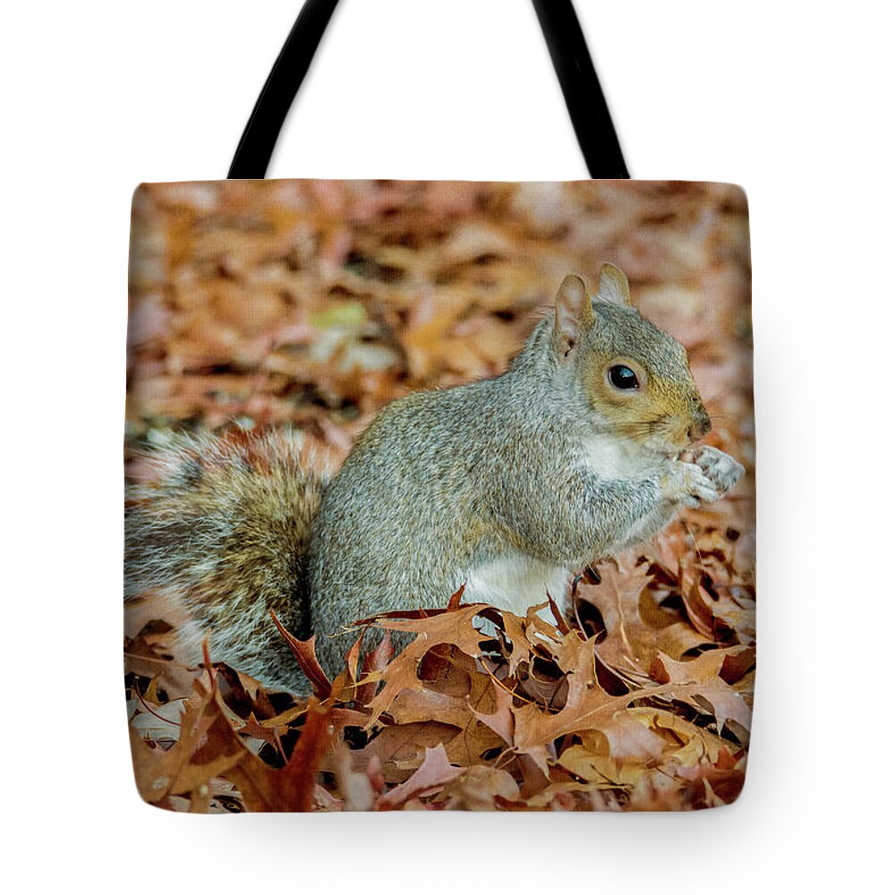 Squirrel Tote Bag featuring the photograph Stumpy The Squirrel by Cathy Kovarik