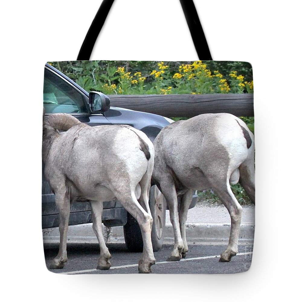 Bighorn Sheep Tote Bag featuring the photograph Subaru With Bighorn Sheep by Adam Jewell