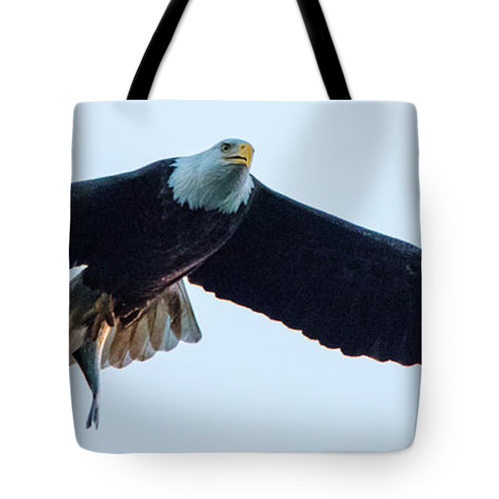 11 November 2016 Tote Bag featuring the photograph Successful Bald Eagle Panoramic by Jeff at JSJ Photography
