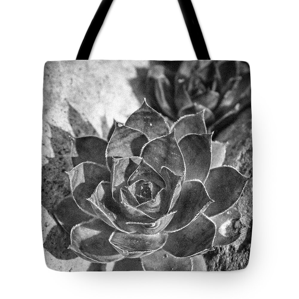 Jean Noren Tote Bag featuring the photograph Succulent Detail by Jean Noren