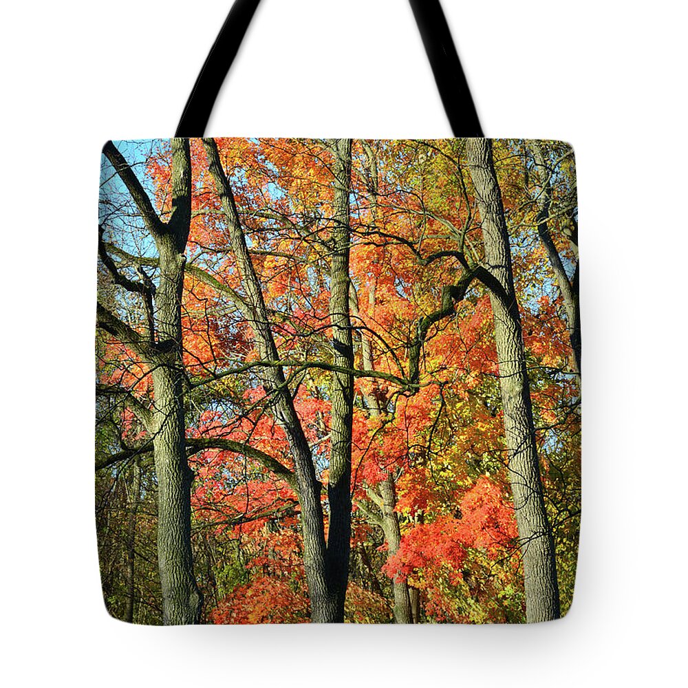 Illinois Tote Bag featuring the photograph Sugar Maple Brilliance by Ray Mathis