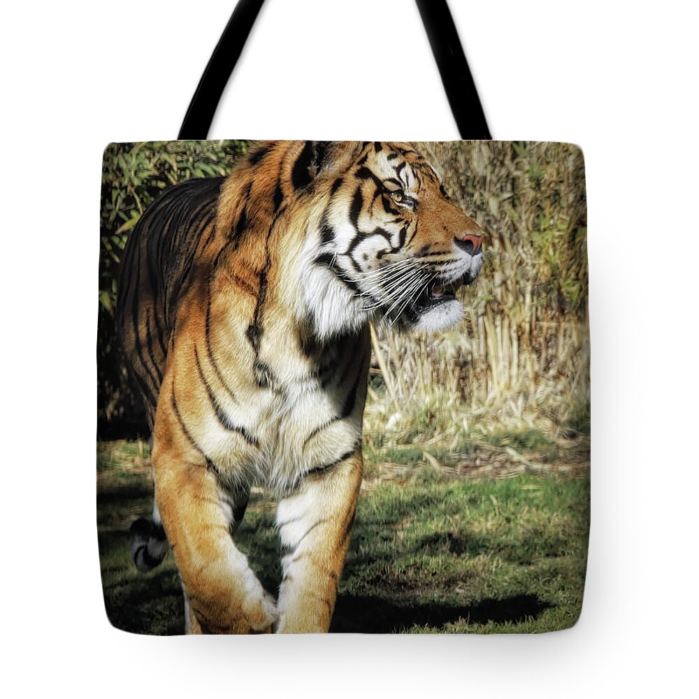 Felines Tote Bag featuring the photograph Sumatran Tiger by Elaine Malott