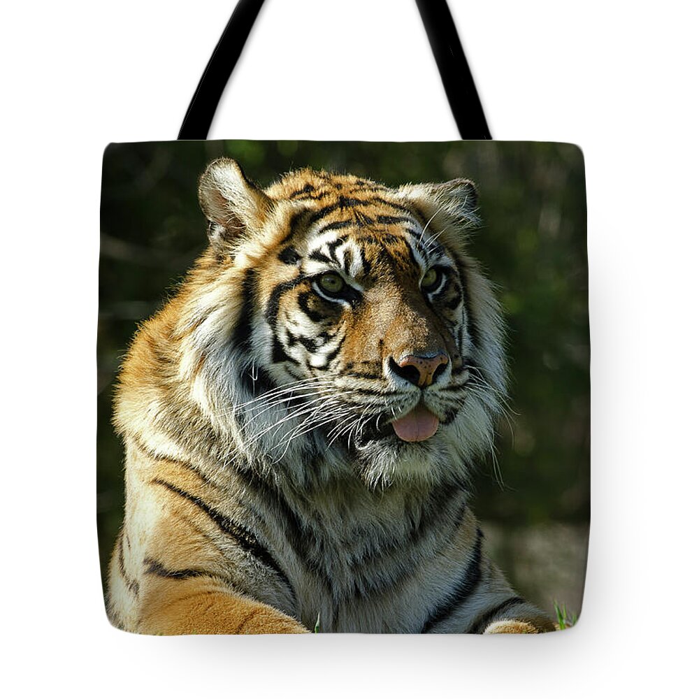 Sumatran Tiger Tote Bag featuring the photograph Sumatran Tiger by JT Lewis