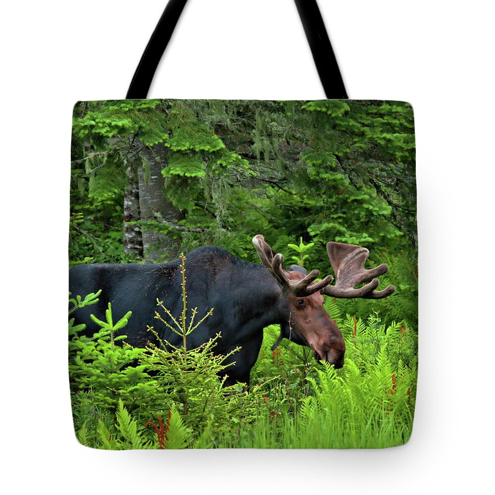 Moose Tote Bag featuring the photograph Summer Bull by Harry Moulton