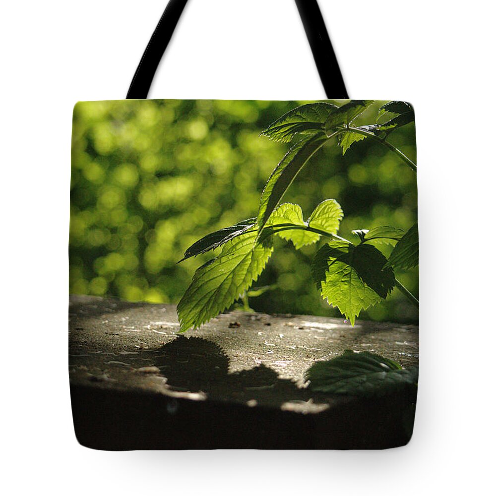 Landscape Tote Bag featuring the photograph Summer Evening Leaves by Adrian Wale