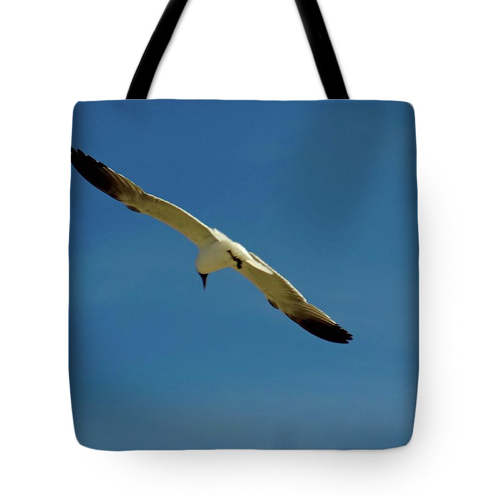 Laughing Gull Gliding Soaring Hunting Flying White Black Blue Sky Space Flight Bird Nature Grace Light Coasting Seashore Ocean Sand Sea Gull Salt Water Air Ocean City Tote Bag featuring the photograph Summer Glider by Alida M Haslett