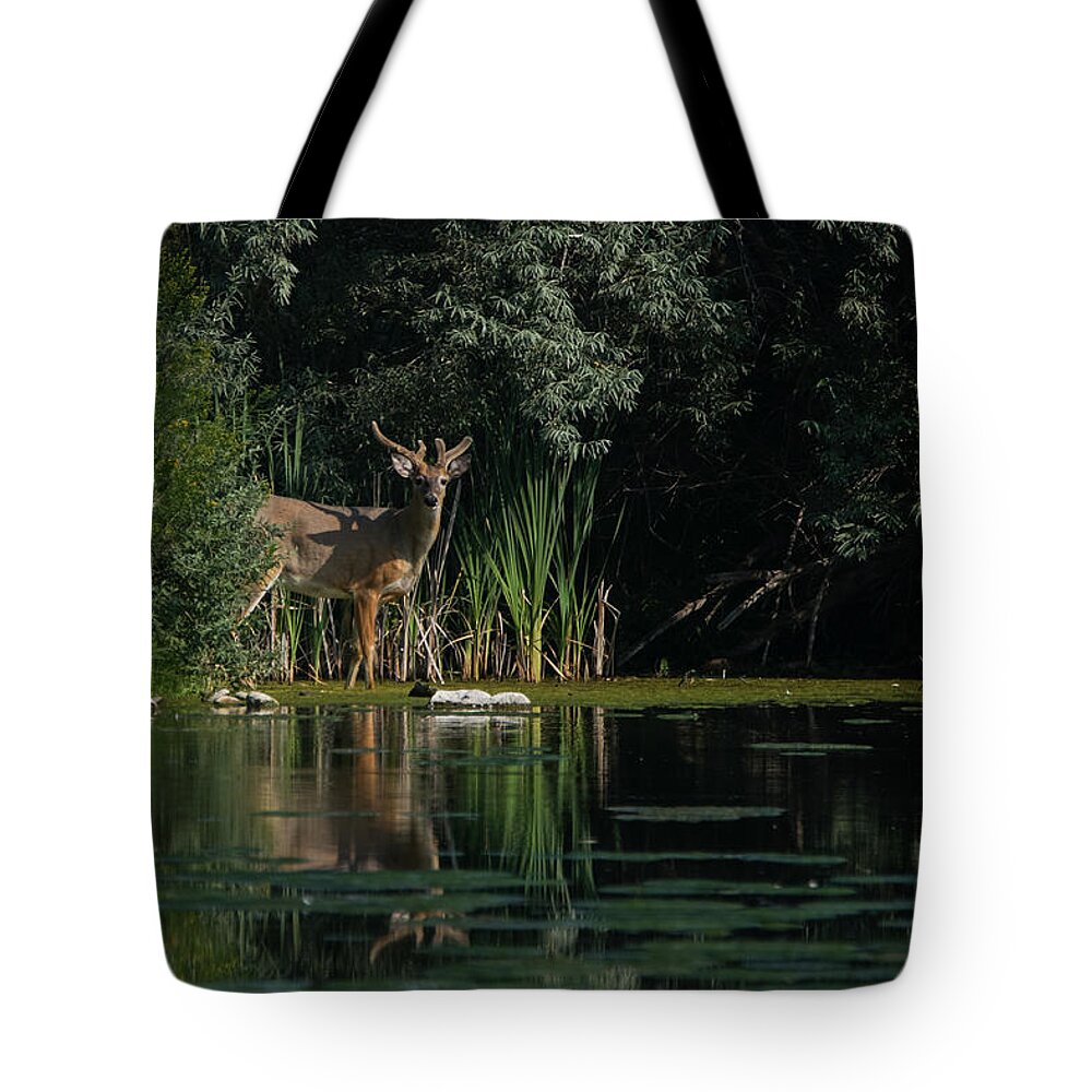Deer Tote Bag featuring the photograph Summer Morning Walk by Ernest Echols