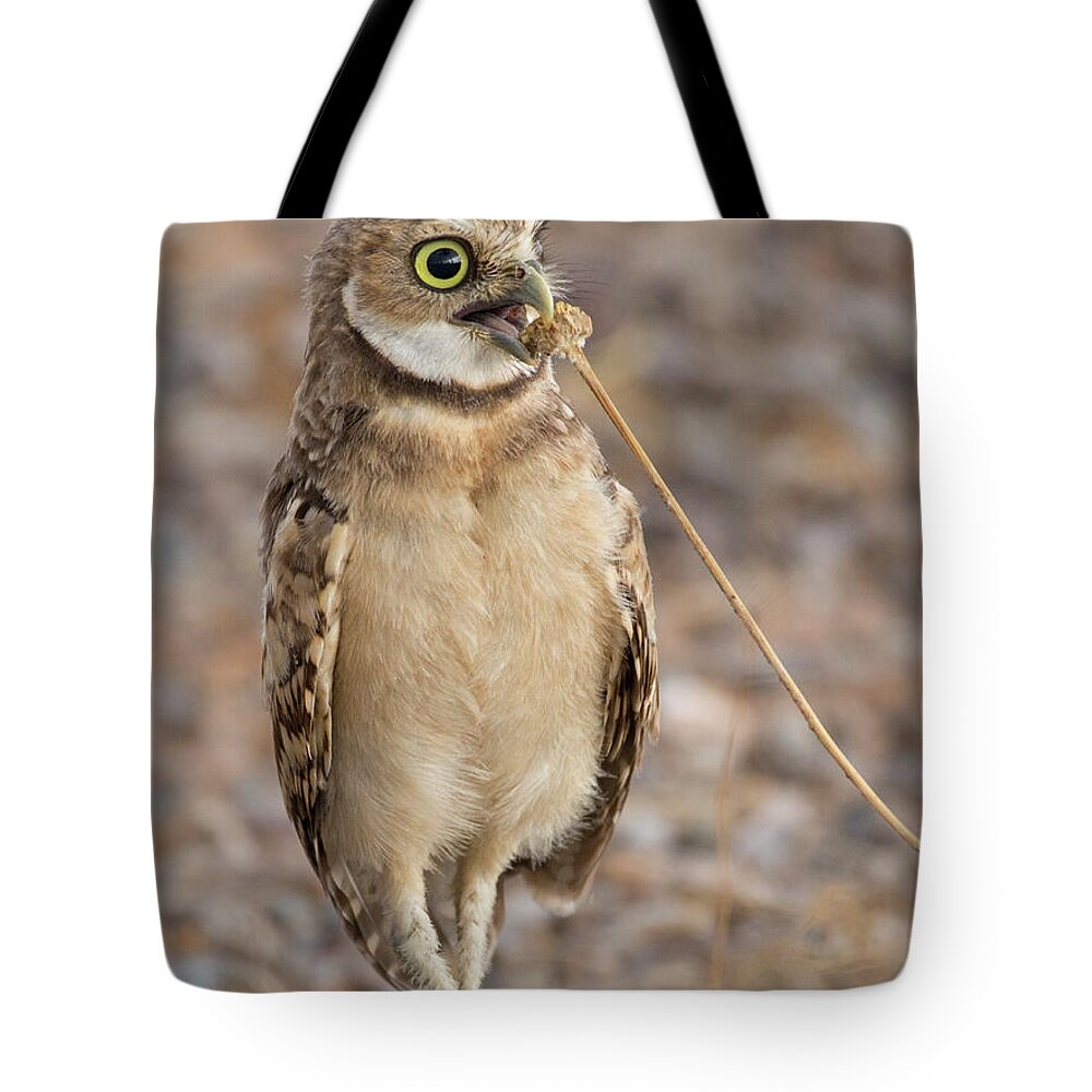 Owl Tote Bag featuring the photograph Summer Snack by Sue Cullumber