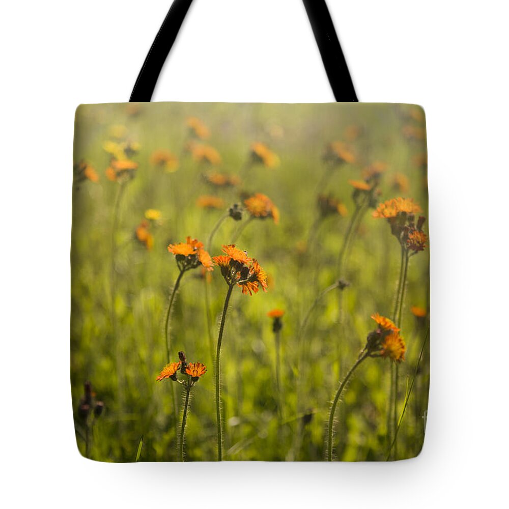 Wildflowers Tote Bag featuring the photograph Summer Wildflowers by Diane Diederich