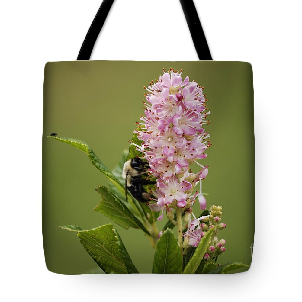 West Virginia Tote Bag featuring the photograph Summersweet by Randy Bodkins