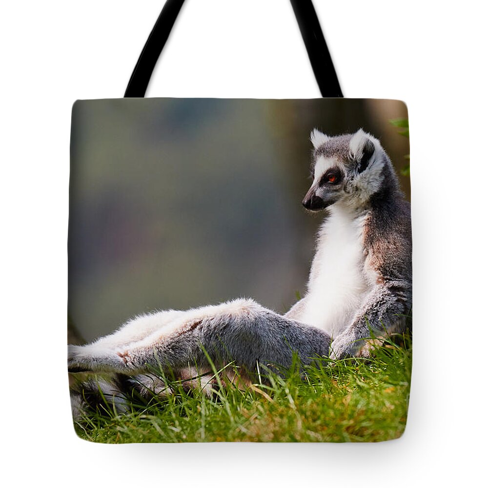 Animal Tote Bag featuring the photograph Sun bathing Ring-tailed lemur by Nick Biemans
