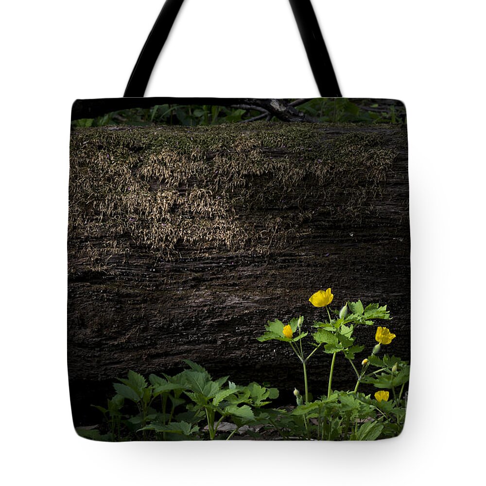 Log Tote Bag featuring the photograph Sun Beam on Log by Andrea Silies