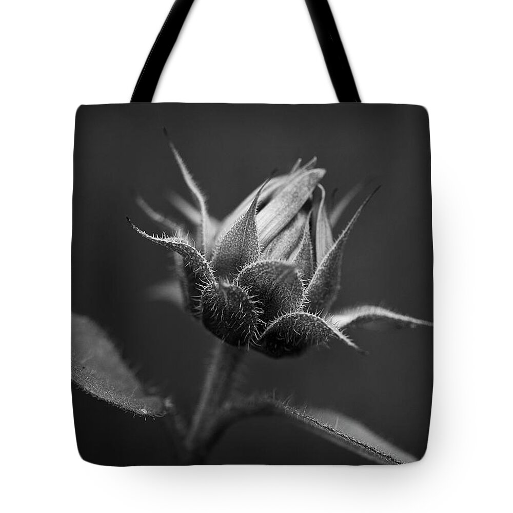 Sun Tote Bag featuring the photograph Sun Flower Blossom BW by Morgan Wright