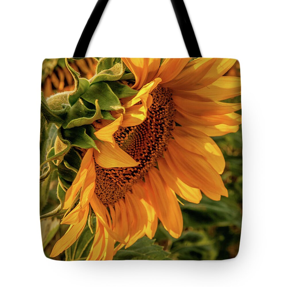 Sunflower Tote Bag featuring the photograph Sun Kissed by Chuck Rasco Photography