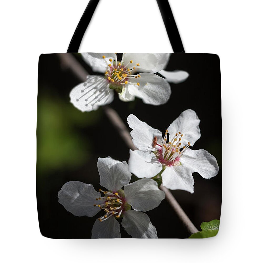 Blossoms Tote Bag featuring the photograph Sun-kissed Spring blossoms by Vanessa Thomas