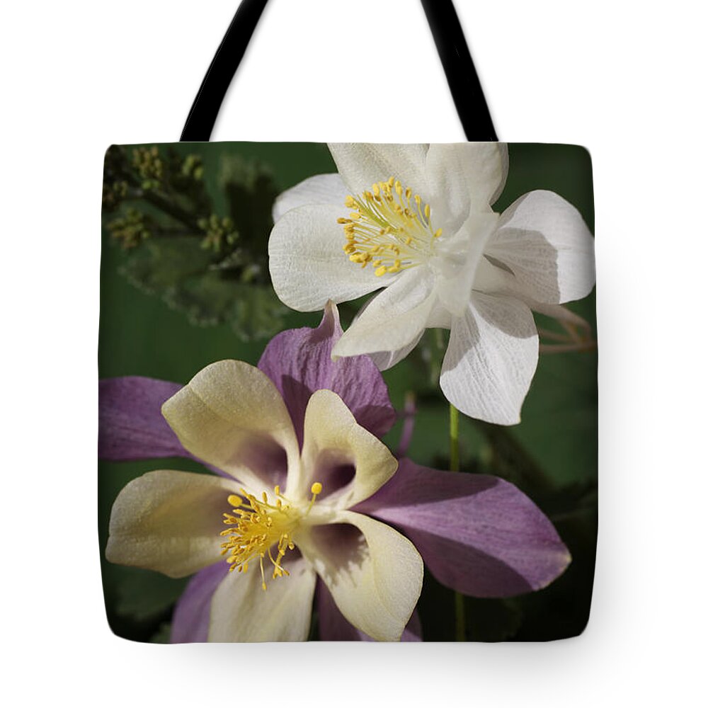 White Tote Bag featuring the photograph Sun-Lit Columbine by Tammy Pool