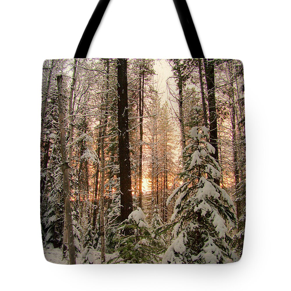 Pine Tote Bag featuring the photograph Sun of Winter Trees by Troy Stapek