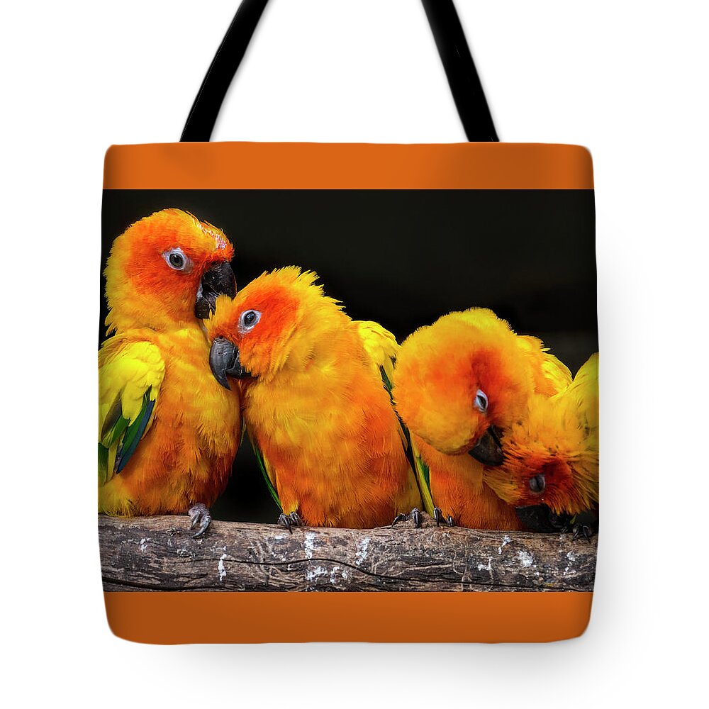 Sun Parakeet Tote Bag featuring the photograph Sun parakeets by Arterra Picture Library