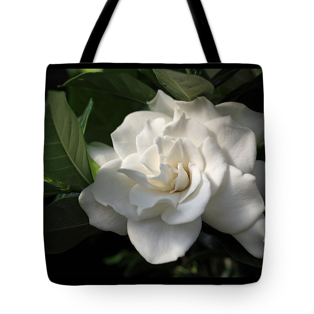 Gardenia Tote Bag featuring the photograph Sun Rise Gardenia by Tammy Pool