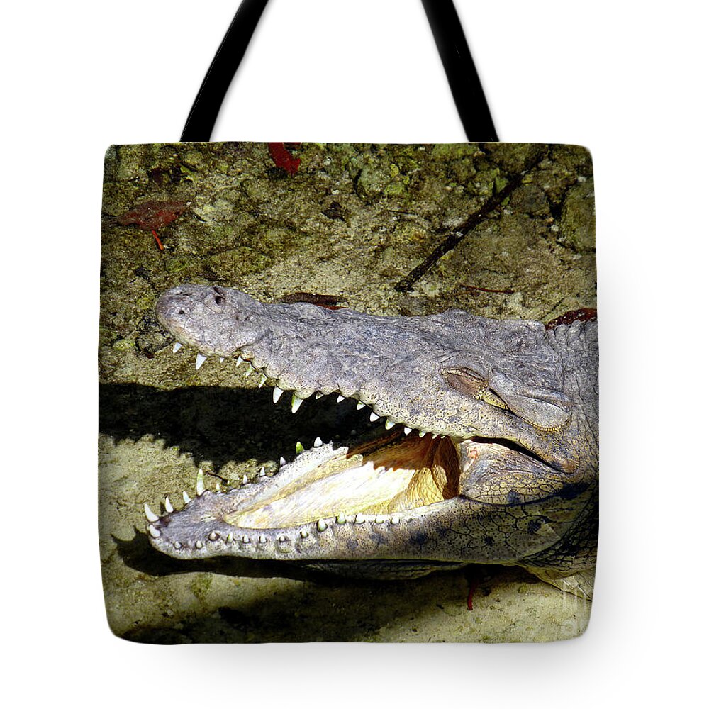 Crocodile Tote Bag featuring the photograph Sunbathing croc by Francesca Mackenney
