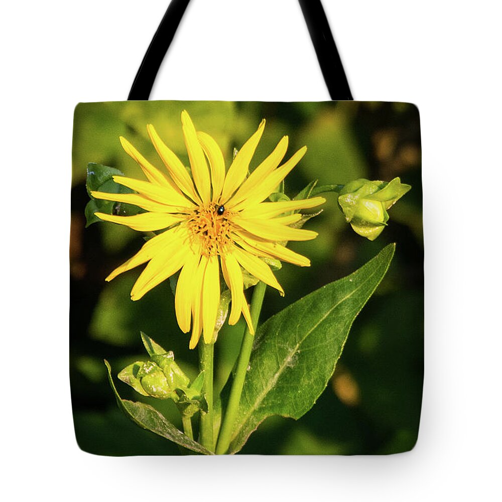 Wildlife Tote Bag featuring the photograph Sunbathing by John Benedict