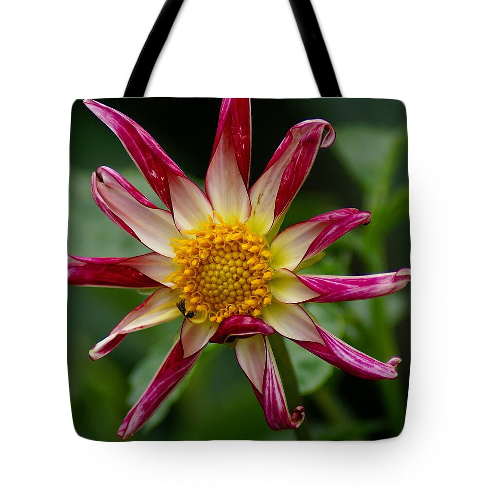 Nature Tote Bag featuring the photograph Sunburst Peppermint by Ben Upham III