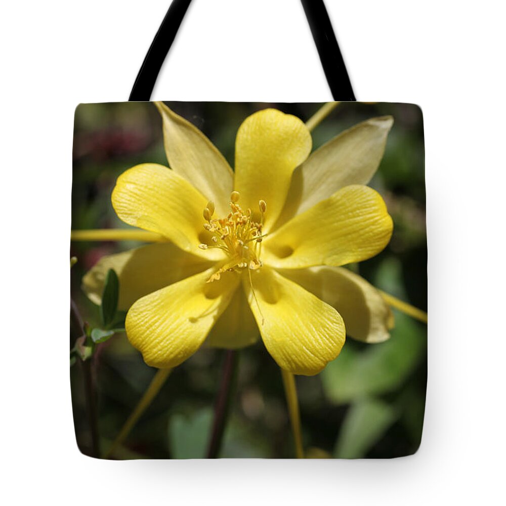 Yellow Tote Bag featuring the photograph Sunburst by Tammy Pool