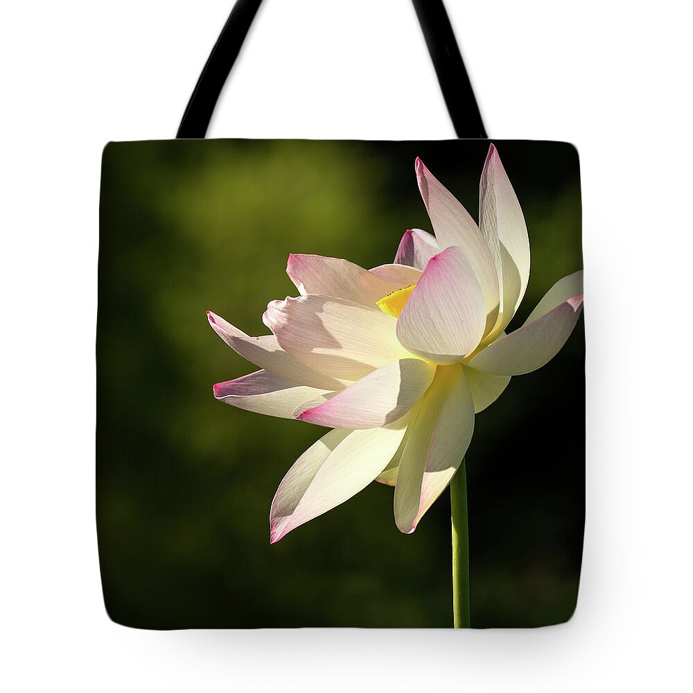 Flower Tote Bag featuring the photograph Suncatcher by Art Cole