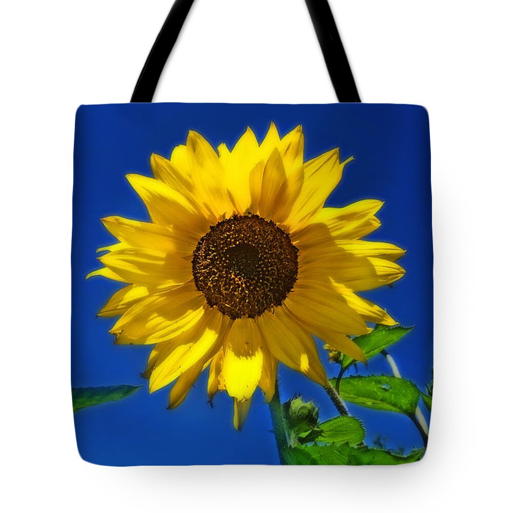 Sunflowers Tote Bag featuring the photograph Maize 'N Blue by Amanda Smith