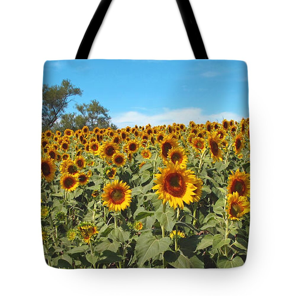 Flowers Tote Bag featuring the photograph Sunflower Field One by Barbara McDevitt
