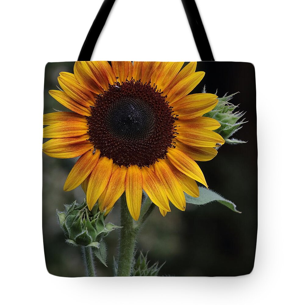 Sunflower Tote Bag featuring the photograph Sunflower by John Moyer