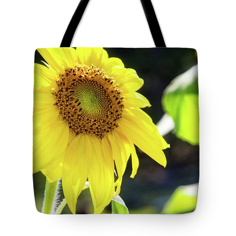 Flower Tote Bag featuring the photograph Sunflower by Kathy Strauss