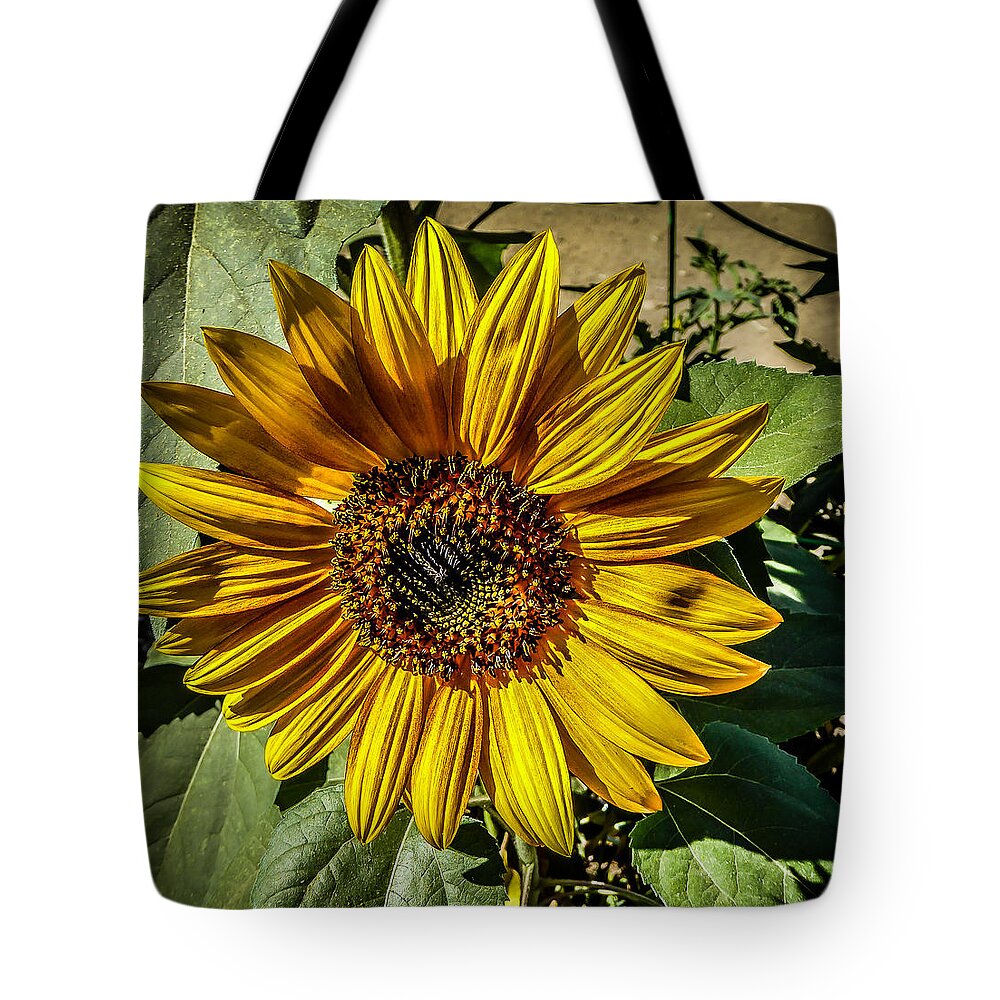 California Tote Bag featuring the photograph Sunflower by Pamela Newcomb