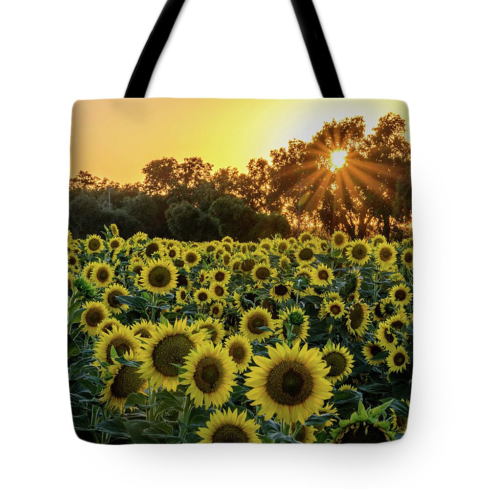 Sunset Tote Bag featuring the photograph Sunflower Sunset by Steph Gabler